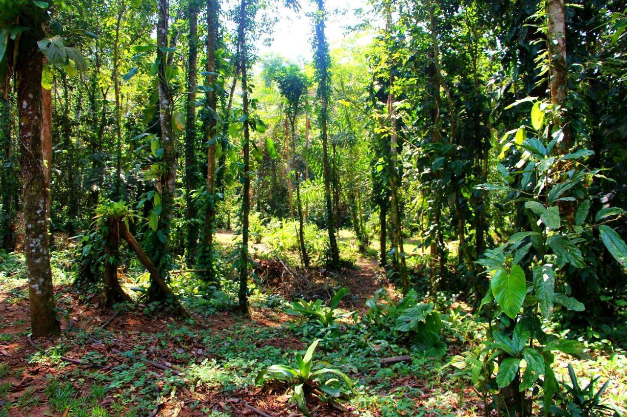 Sitio Das Bromelias Cachoeira Do Tombador Убатуба Екстер'єр фото