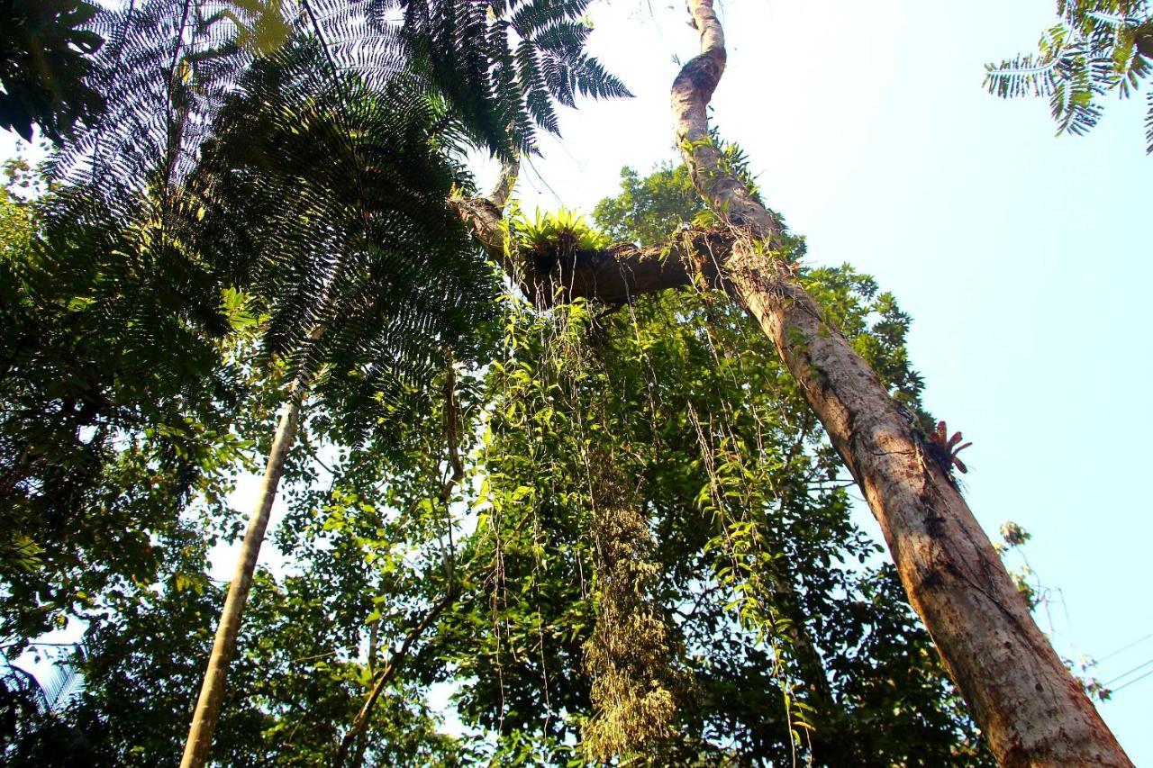 Sitio Das Bromelias Cachoeira Do Tombador Убатуба Екстер'єр фото