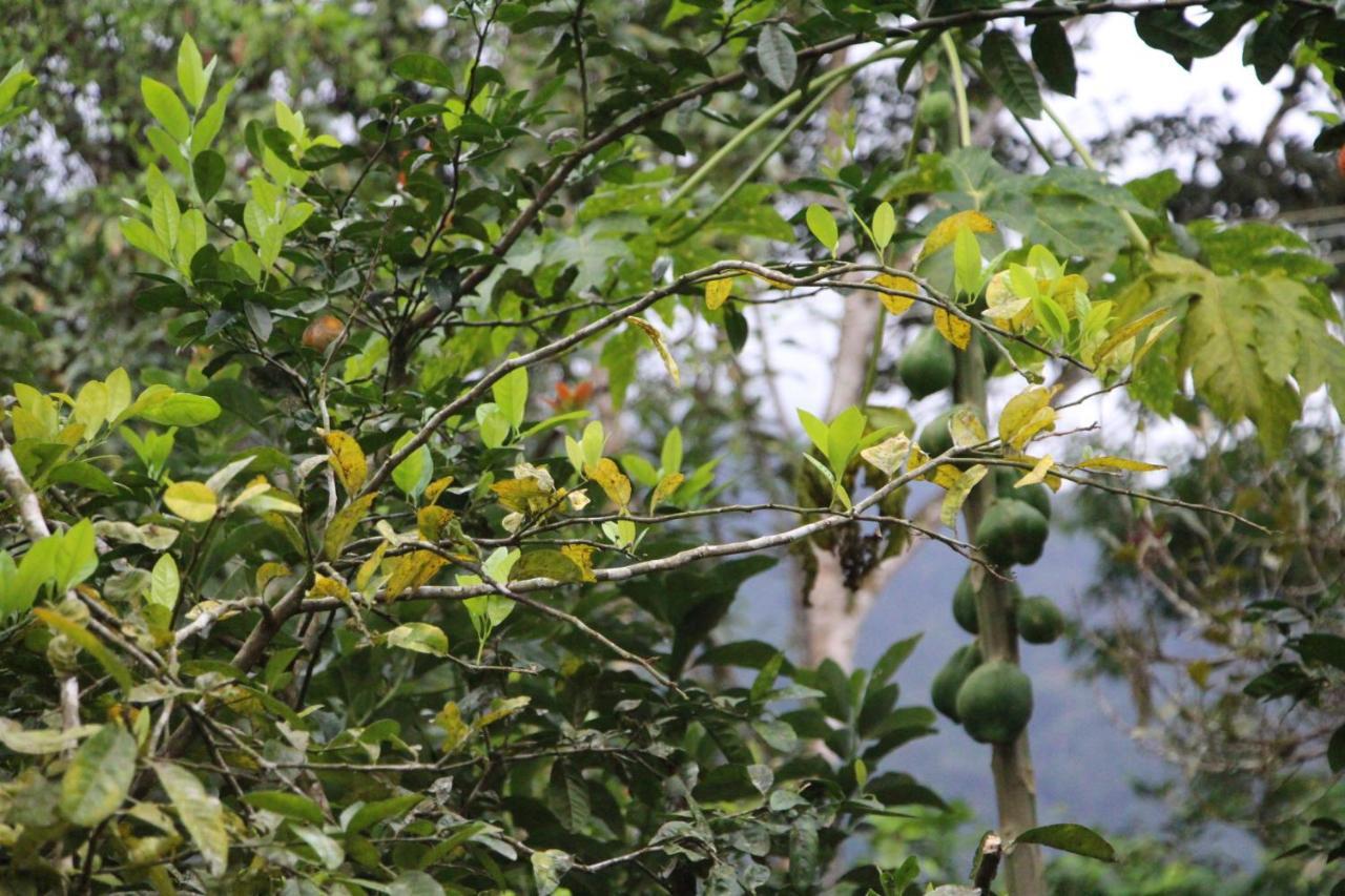 Sitio Das Bromelias Cachoeira Do Tombador Убатуба Екстер'єр фото